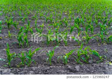 Rows of healthy young corn plants growing in rich soil under cloudy spring sky 125960247