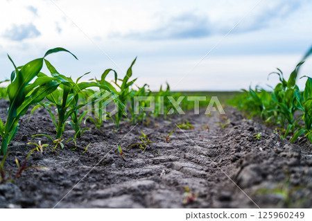 Low angle view of young corn seedlings growing in rows on cultivated farmland Low angle view of young corn seedlings growing in rows on cultivated farmland 125960249