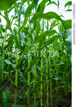 Wide shot of cornfield with rows of tall green maize plants under blue sky Wide shot of cornfield with rows of tall green maize plants under blue sky 125960283