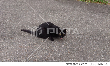 black cat sticking out tongue black cat sticking out tongue 125960284