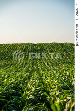 Vibrant rolling cornfield landscape with rhythmic rows of green plants at sunset 125960293