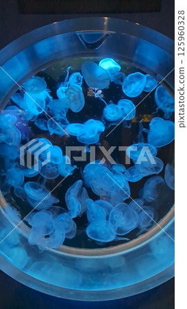 漂浮在水中的水母 漂浮在水中的水母 125960328