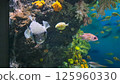 fish swimming in coral reef 125960330