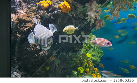 珊瑚礁中游泳的魚 珊瑚礁中游泳的魚 125960330