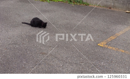 Black cat Black cat 125960331