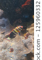 fish swimming in coral reef 125960332