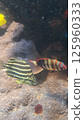 fish swimming in coral reef 125960333