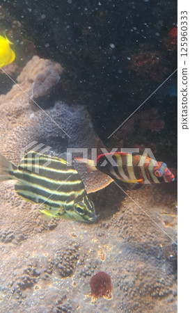 珊瑚礁中游泳的魚 125960333