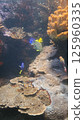 Underwater rocks covered with coral 125960335