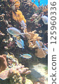fish swimming in coral reef 125960336