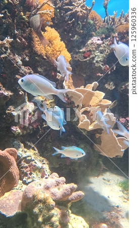 珊瑚礁中游泳的魚 125960336
