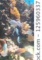 Fish swimming in the coral reef 125960337