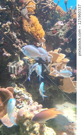 魚兒在珊瑚礁中游動 魚兒在珊瑚礁中游動 125960337