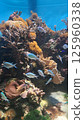 fish swimming in coral reef 125960338