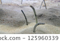 A garden eel camouflaged in sand 125960339