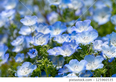 Nemophila in full bloom 125960535