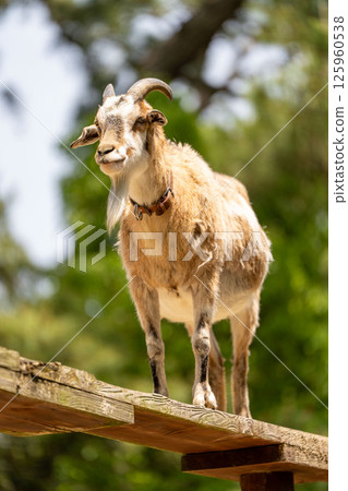 站在高地上的吐卡拉山羊 站在高地上的吐卡拉山羊 125960538