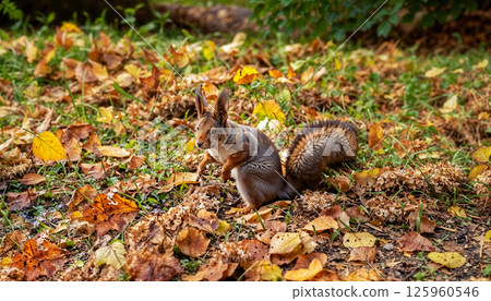 A charming squirrel is seen among colorful autumn leaves, exploring its habitat 125960546