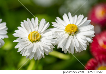 White Margaret White Margaret 125960565