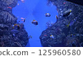 Colorful fish 125960580