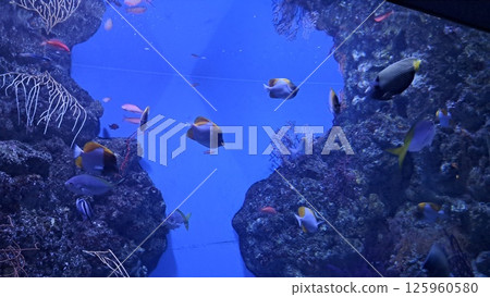 Colorful fish 125960580