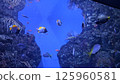 fish swimming in a tank 125960581
