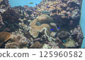 Divers and the coral reefs of Zamami Island, with a wide variety of corals 125960582