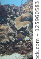 A coral reef with a variety of corals on Zamami Island 125960583