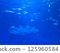 Blue sea and fish 125960584