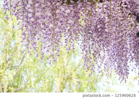 A soft landscape with wisteria flowers - a soothing space 125960628