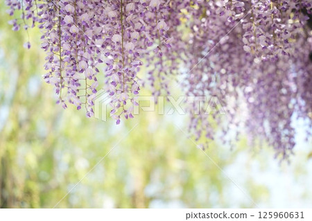 紫藤花的柔和風景-令人心曠神怡的空間 紫藤花的柔和風景-令人心曠神怡的空間 125960631