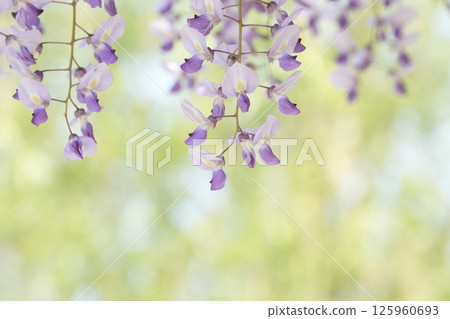 A soft landscape with wisteria flowers - a soothing space 125960693