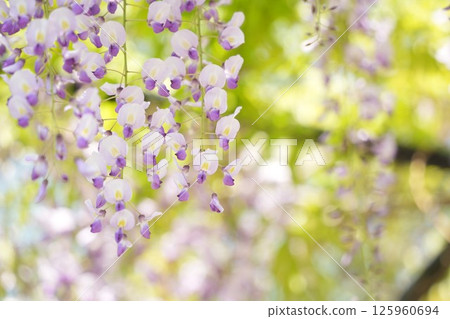紫藤花的美景~令人放鬆的空間 紫藤花的美景~令人放鬆的空間 125960694