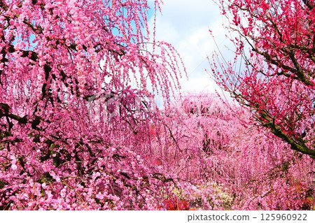 鈴鹿森林花園的垂枝梅樹與日本繡眼鳥 鈴鹿森林花園的垂枝梅樹與日本繡眼鳥 125960922
