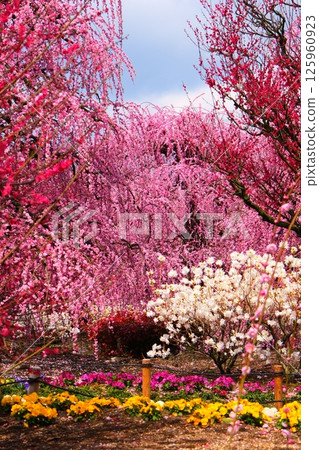 鈴鹿森林花園的垂枝梅樹與日本繡眼鳥 125960923