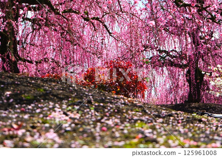 鈴鹿森林花園的垂枝梅 125961008