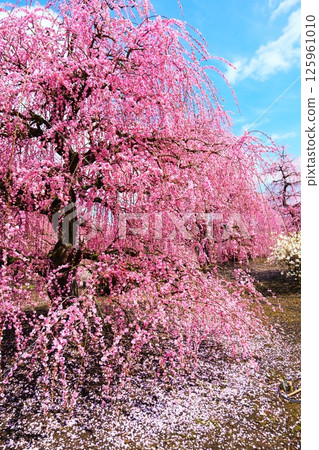 鈴鹿森林花園的垂枝梅 125961010