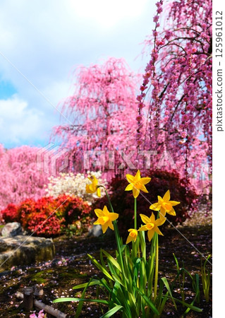 The weeping plum of the Suzuka Forest garden 125961012
