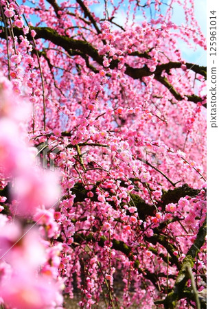 The weeping plum of the Suzuka Forest garden 125961014
