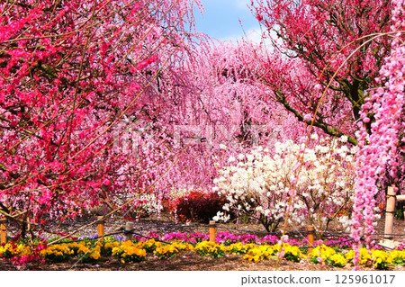 The weeping plum of the Suzuka Forest garden 125961017