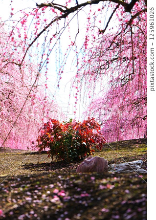 鈴鹿森林花園的垂枝梅 125961026