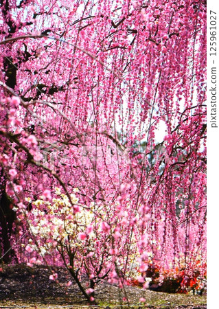 鈴鹿森林花園的垂枝梅 125961027