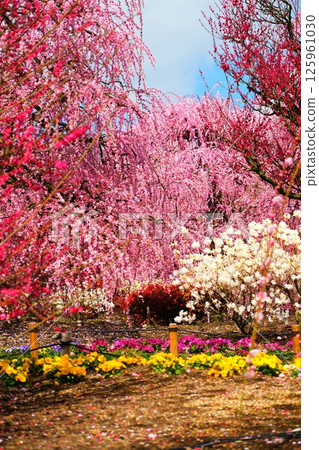 The weeping plum of the Suzuka Forest garden 125961030