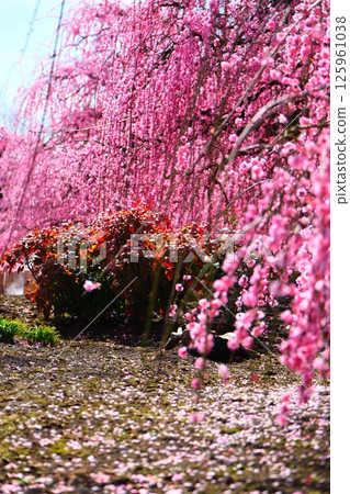 The weeping plum of the Suzuka Forest garden 125961038