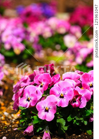 鈴鹿森林花園的垂枝梅 125961047