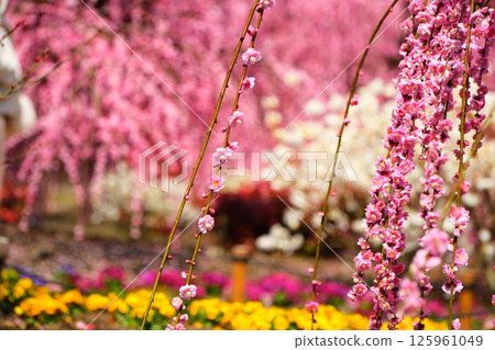 鈴鹿森林花園的垂枝梅 125961049