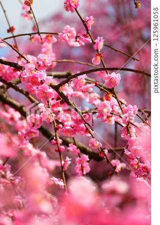 鈴鹿森林花園的垂枝梅 鈴鹿森林花園的垂枝梅 125961058