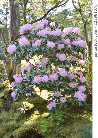 Peony of Nanzenji Temple 125961076