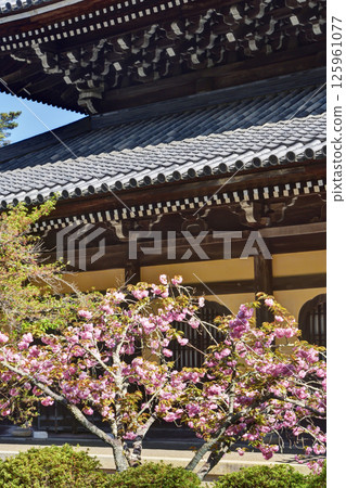 南禪寺的重櫻與講經堂 125961077