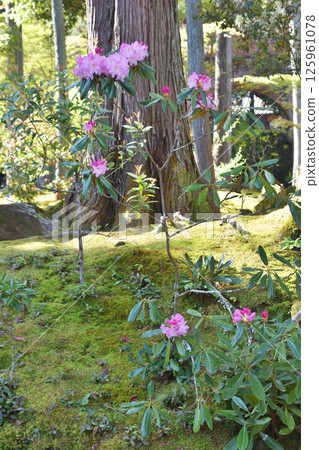 南禪寺的牡丹和講堂 125961078